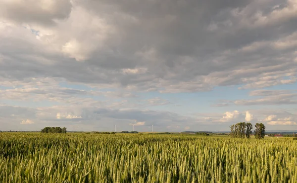 Létě Pšeničné Kukuřičné Pole Rodheim Wetterau Hesensko Německo Květen 2022 — Stock fotografie