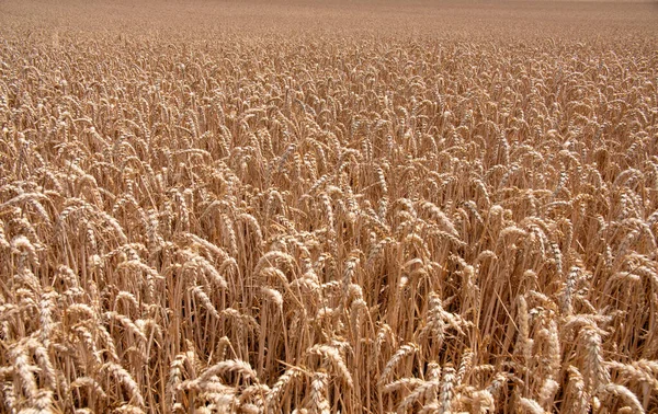 Пшеничное Поле Германии Хессен Крупный План Бесконечного Спелого Пшеничного Поля — стоковое фото