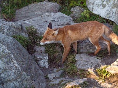 Kızıl Tilki. Vahşi doğadaki kızıl tilkinin yakın çekimi. Tilki taşlar arasında koşar. Feldberg, Hochtaunus, Hessen, Almanya Ağustos 2022