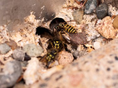 Bazı eşekarıları yuvalarının girişinde, toprağın altında. Eşek arıları yerde sürünüyor. Yuvalarının girişi taşlar arasında. Doğadaki böcekler. 