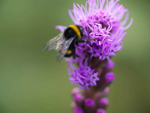 Hummel Sammelt Pollen Lila Lavendelblüte — Stockfoto