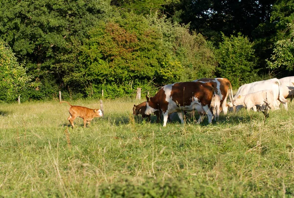 Calf and cows. A calf stands towards of a group of cows on a green meadow.