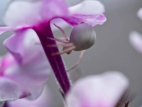 stock image Crab spider. White crab spider beneath the purple blossom.