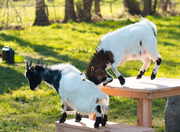 Deux Jeunes Chèvres Qui Jouent Les Jeunes Chèvres Grimpent Rack — Photo