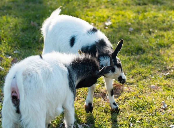 Les Chèvres Cognent Les Cornes Deux Jeunes Chèvres Cognent Tête — Photo