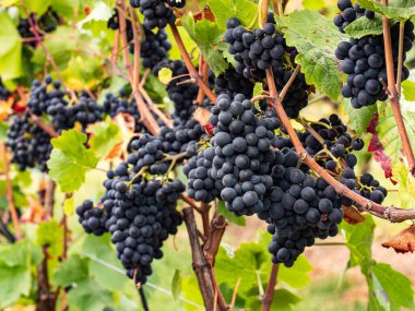 Eylül 'de hasat zamanına yakın yaprakların arasında asılan olgun mavi üzümler. Almanya' nın güzel üzüm bölgesi Rheingau 'dan üzümler..