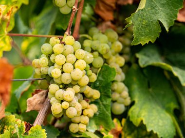 Sarmaşıkta asılı beyaz üzümler. Almanya 'nın güzel sarmaşık bölgesinden üzümler.