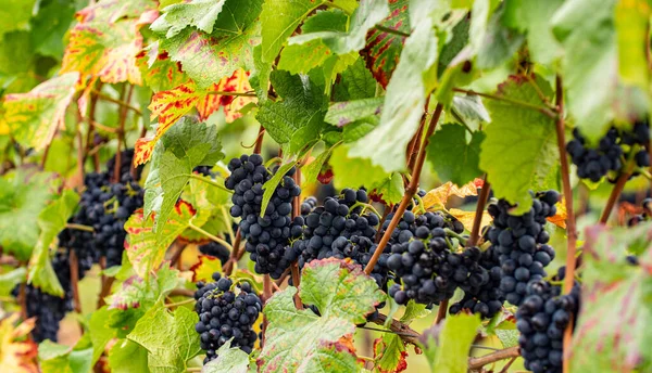 Blue Grapes Hanging Vine Grapes Beautiful Vine Region Rheingau Germany — Stock Photo, Image