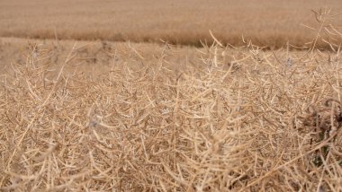 Olgun kanola tarlası. Bitmek bilmeyen Canola tarlaları hasat için yeniden toplanıyor. Tarım ve tarım.