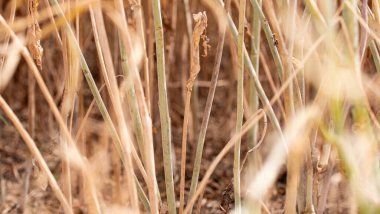 Kurumuş buğday sapları. Kurumuş buğday saplarına bak. Tarım ve tarım.