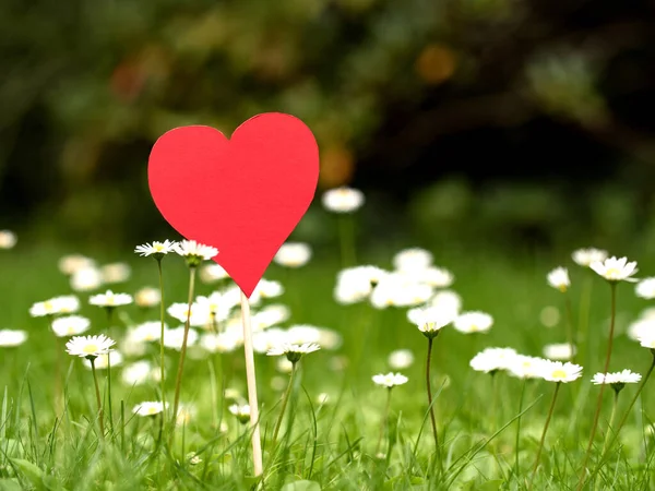 stock image Close-up of a red paper heart on a meadow in spring or summer. Valentine, romantic feelings, romantic expressions or romantic emotions.