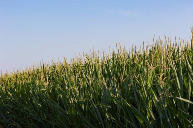 Bir tarlada sık sıralarda mısır bitkileri.