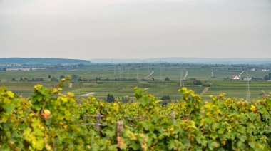 Arka plandaki asma tarlalarına bak. Rheingau bölgesindeki üzüm bağları. Riesling şarabı için Almanya 'da popüler bir şarap bölgesi.