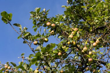 Olgun elmalı elma ağacı. Elmalar yaprakların ve dalların arasında asılı..