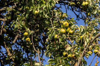 Olgun yeşil armutlu ağaç. Yapraklar ve dallar arasında sallanan olgun armut ağaçları..
