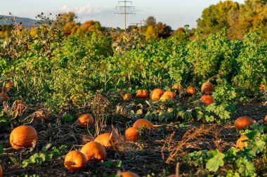 Balkabağı bitkileriyle tarım tarlası. Olgun turuncu balkabakları tarlada, hasat için hazırlar. Yenilebilir ve lezzetli sebzeler.