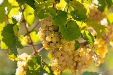 Beyaz üzümler laeves arasında asılı. Almanya 'nın güzel üzüm bölgesi Rheingau' dan. Şarap hasat için hazır..