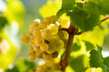 Sarmaşıkta asılı beyaz üzümler. Almanya 'nın güzel üzüm bölgesi Rheingau' dan. Şarap hasat için hazır..