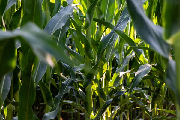 stock image Close-up corn plant on the field. View through leaves of corn plants.