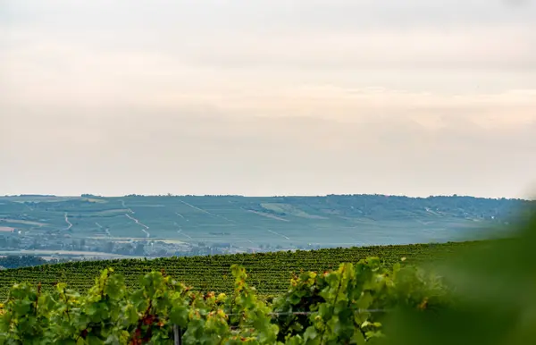 ラインガウ地方のブドウ畑の前のブドウ畑で 曇った空と丘への広い眺め リースリングワインのためのドイツの人気ワインエリア — ストック写真