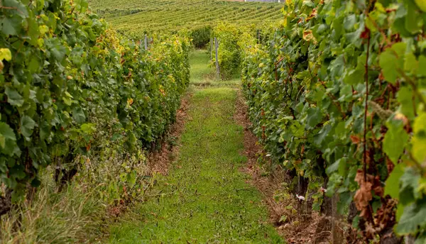 在9月接近收获的时候 可以透过莱茵高地区的一排排藤蔓观看 德国Riesling葡萄酒流行区 — 图库照片