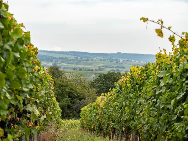在莱茵高地区葡萄树之间的葡萄园里 德国Riesling葡萄酒流行区 — 图库照片