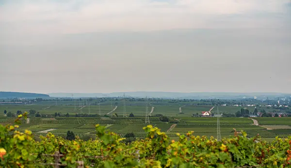 俯瞰背景中的葡萄园 莱茵高地区的葡萄园德国Riesling葡萄酒流行区 — 图库照片