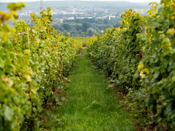 ラインガウ地域ではブドウ畑とブドウ畑が連続しています リースリングワインのためのドイツの人気ワインエリア — ストック写真