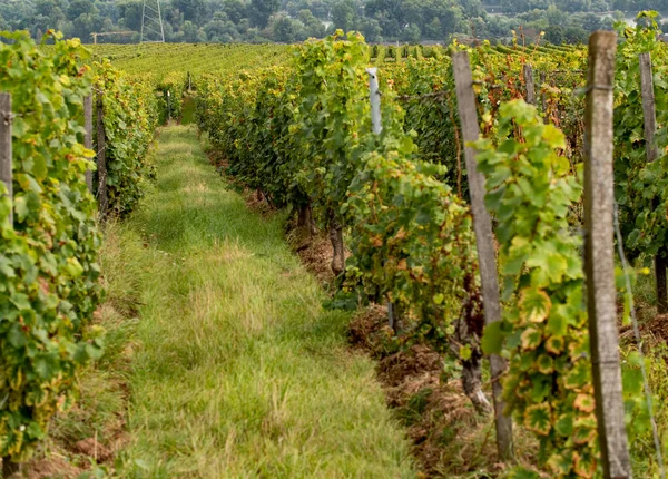 Campo Videira Videiras Uma Fileira Área Rheingau Área Vinho Popular — Fotografia de Stock