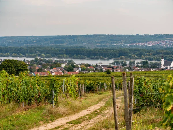 俯瞰葡萄树和一个村庄 方向是莱茵高地区的莱茵河 德国Riesling葡萄酒流行区 — 图库照片