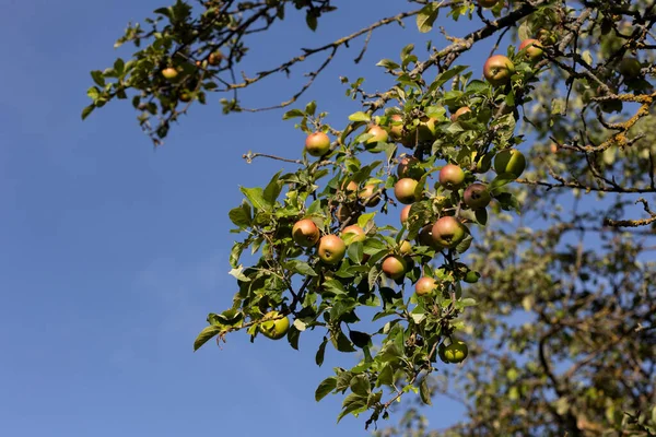 Jabłoń Dojrzałymi Jabłkami Jabłka Wiszące Między Liśćmi Gałęziami — Zdjęcie stockowe
