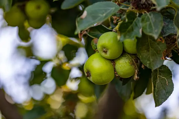 Muy Cerca Manzanas Maduras Manzanas Verdes Maduras Cuelgan Árbol — Foto de Stock