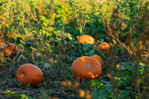 stock image Pumpkins on the  field. Ripe orange pumpkins laying on the field, ready to harvest. Edible and savory vegetables.