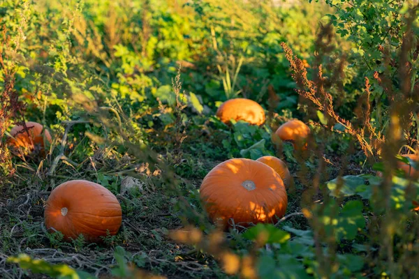 Stock image Pumpkins on the  field. Ripe orange pumpkins laying on the field, ready to harvest. Edible and savory vegetables.