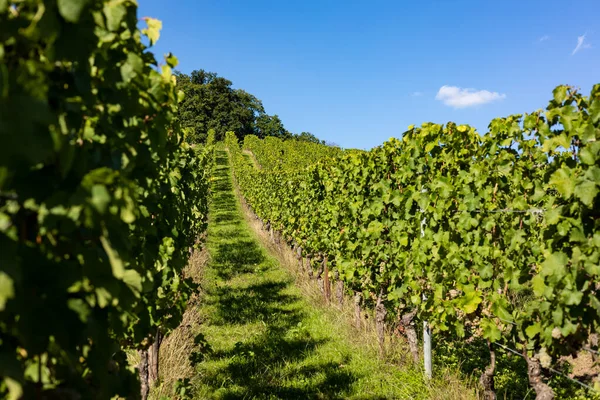 莱茵高地区的葡萄园和藤蔓连成一排 德国Riesling葡萄酒流行区 — 图库照片