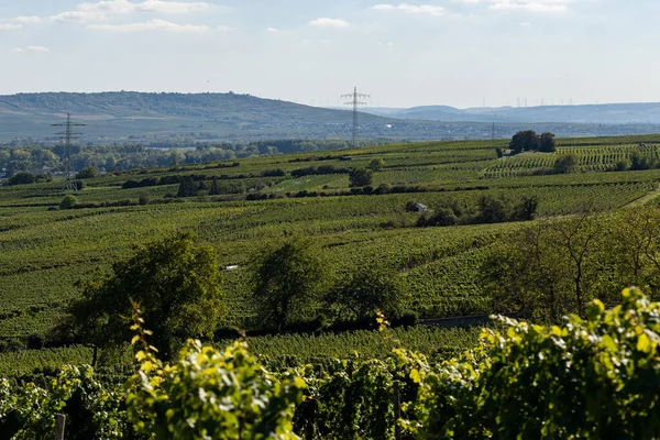 莱茵高地区的葡萄园地上很少见 德国Riesling葡萄酒流行区 — 图库照片
