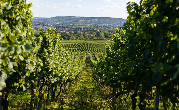 莱茵高地区的葡萄园和藤蔓连成一排 从德国运来的葡萄 — 图库照片