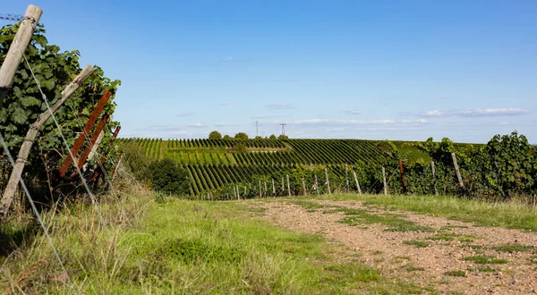 葡萄园之间的乡间小路 莱茵高 德国葡萄酒产区 以优质Riesling葡萄酒闻名 — 图库照片