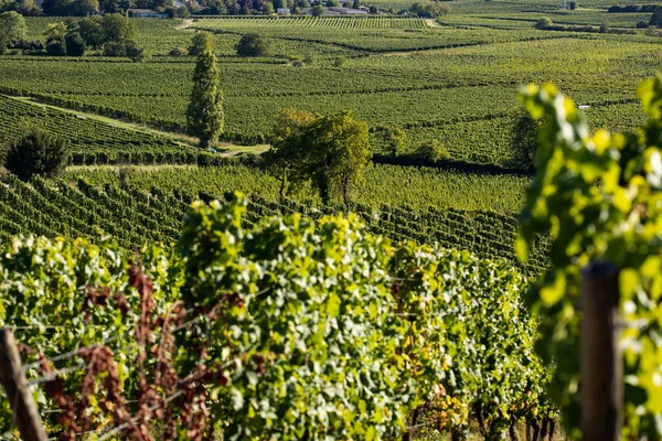 德国莱茵瑙地区的葡萄园和藤蔓排成一排 受欢迎的葡萄酒产区 以他们的Riesling葡萄酒闻名 — 图库照片