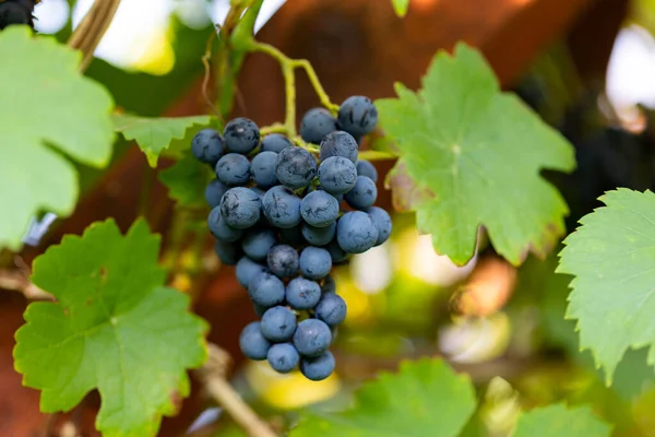 Niebieskie Winogrona Szczelnie Niebieskie Winogrona Otoczone Zielonymi Liśćmi — Zdjęcie stockowe
