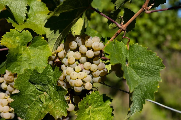 Blisko Białe Winogrona Liśćmi Winogrona Pięknego Regionu Winiarskiego Rheingau Niemczech — Zdjęcie stockowe