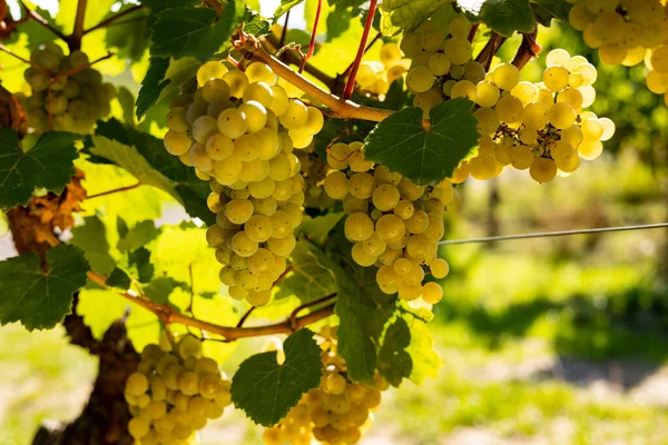 Raisins Blancs Suspendus Une Vigne Cépages Belle Région Viticole Rheingau — Photo