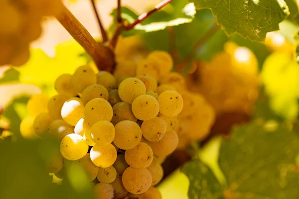 Blisko Białe Winogrona Wiszące Winorośli Winogrona Pięknego Regionu Winnego Rheingau — Zdjęcie stockowe