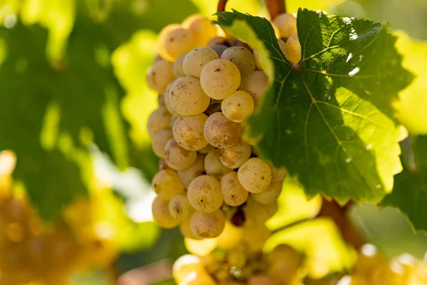 Close White Grapes Hanging Vine Grapes Beautiful Vine Region Rheingau — Stock Photo, Image