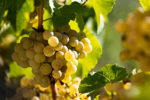 Winogrona Pięknego Regionu Winnego Rheingau Niemczech Wino Jest Gotowe Zbioru — Zdjęcie stockowe