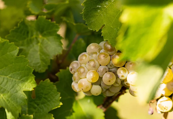 Blisko Białe Winogrona Wiszące Winorośli Winogrona Pięknego Regionu Winnego Rheingau — Zdjęcie stockowe