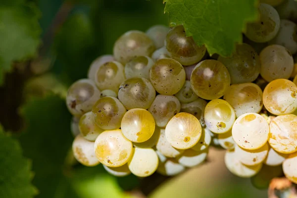 Wino Bliska Wino Jest Gotowe Zbioru Rheingau Niemczech Piękny Region — Zdjęcie stockowe