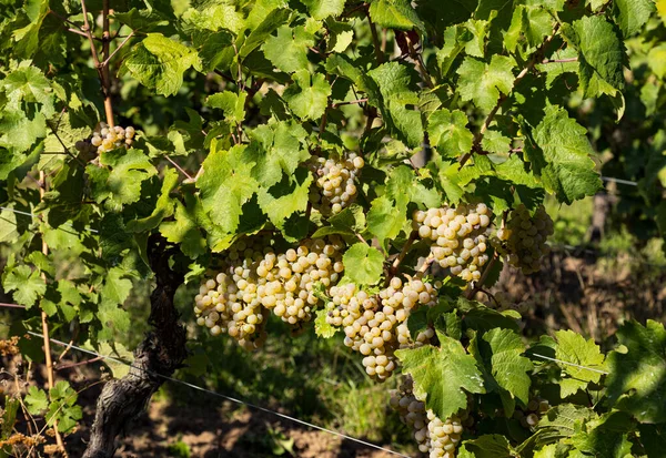 Nějaké Bílé Hrozny Visící Vinné Révě Hrozny Krásné Vinařské Oblasti — Stock fotografie