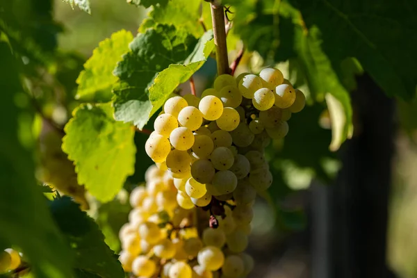 Zbliżenie Wina Winogronowego Wrześniu Wino Jest Gotowe Zbioru Rheingau Niemczech — Zdjęcie stockowe