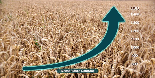 Wheat field, price for wheat and grain rises. Arrow to demonstrate rising prices for wheat. A wheat field in the background. Agriculture commodity concept.